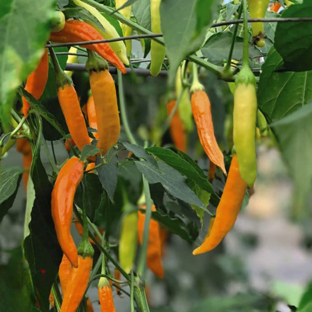 Thompson and Morgan Pepper Chilli Havana Gold Seeds Image