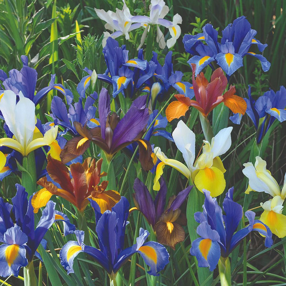 Thompson and Morgan Iris Dutch Mixed Bulbs Size 06/07 50 Pack Image 3
