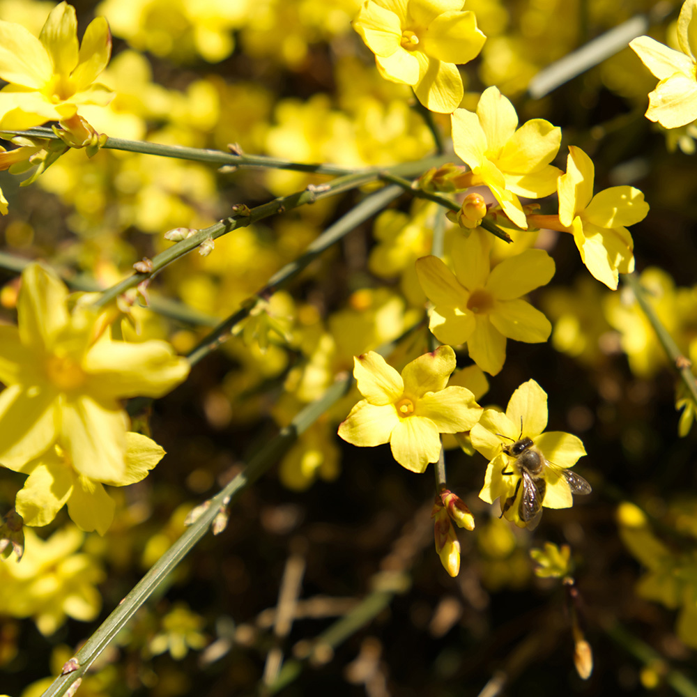 YouGarden Winter Jasmine Jasminum Nudiflorum 2L 2 Pack Image 2
