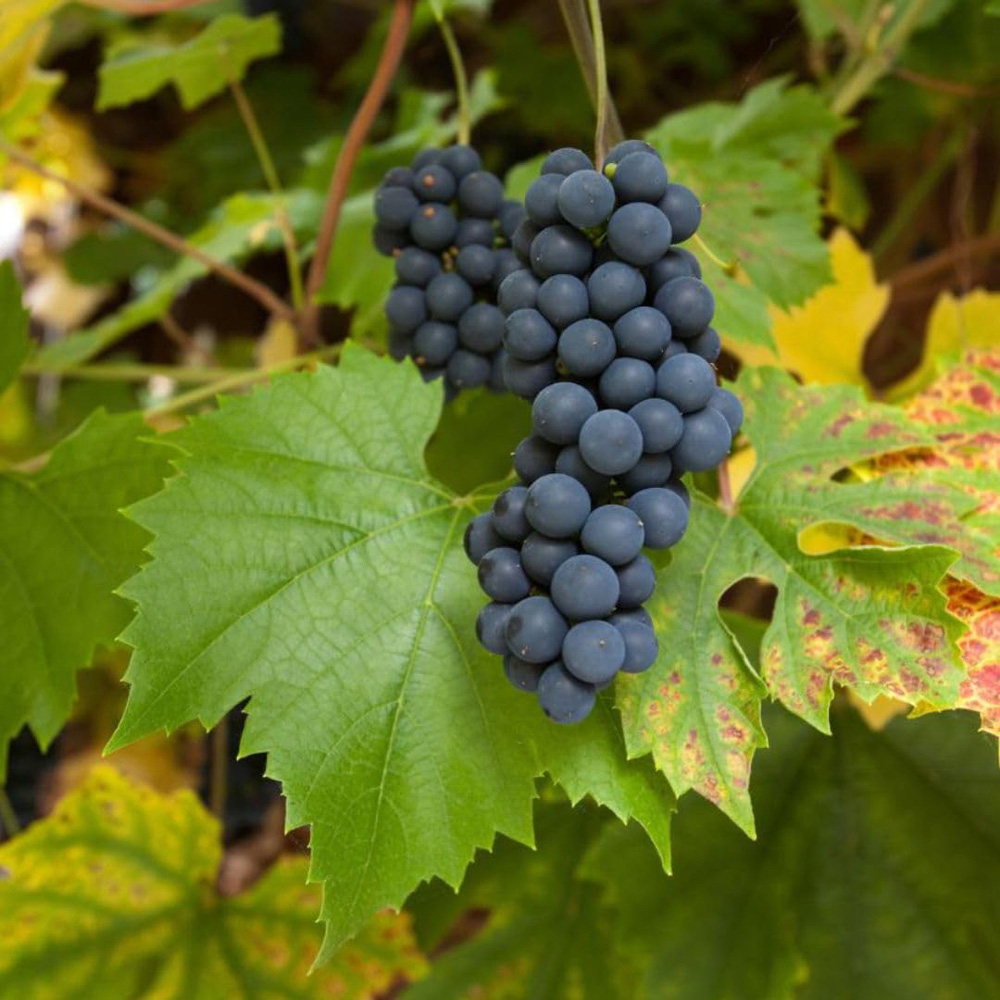 Thompson and Morgan Grape Vitis Muscat Bleu Plant Pot 3L 2 Pack Image 1