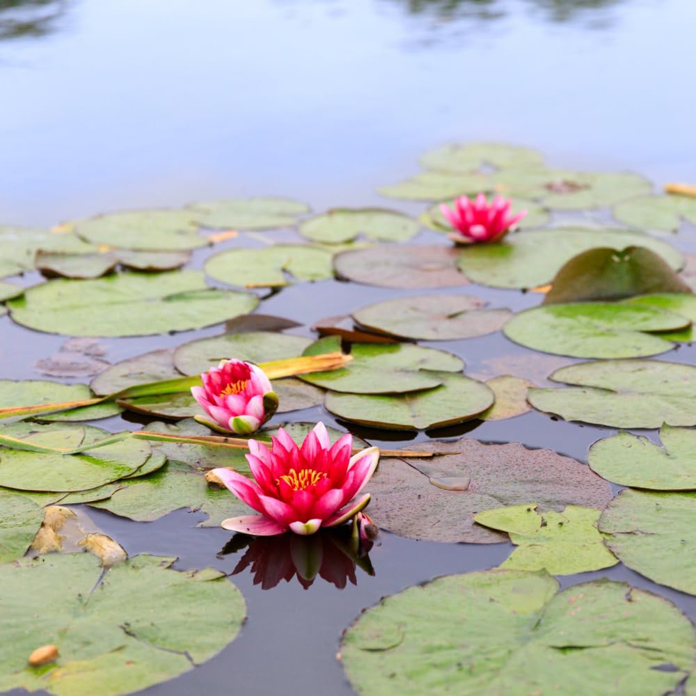 Thompson and Morgan Nymphaea Red Waterlily Plant Pot 9cm Image 3