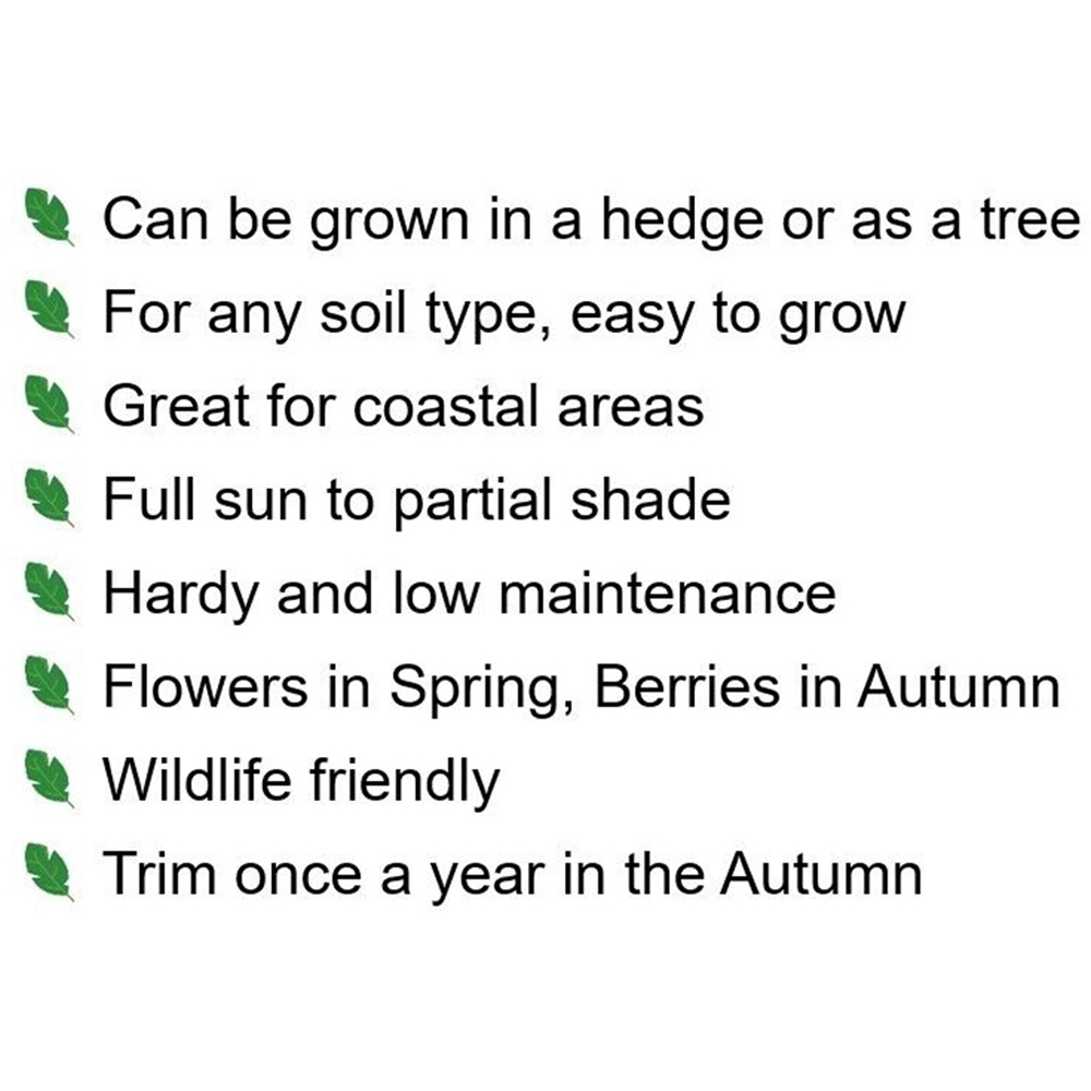 Inspirational Gifting Rowan Mountain Ash Bare Root Hedge Plant Sapling 2-3ft 5 Pack Image 7