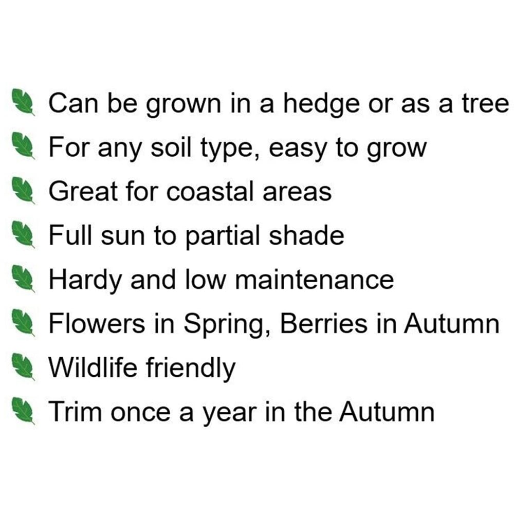 Inspirational Gifting Rowan Mountain Ash Bare Root Hedge Plant Sapling 3-4ft 5 Pack Image 7