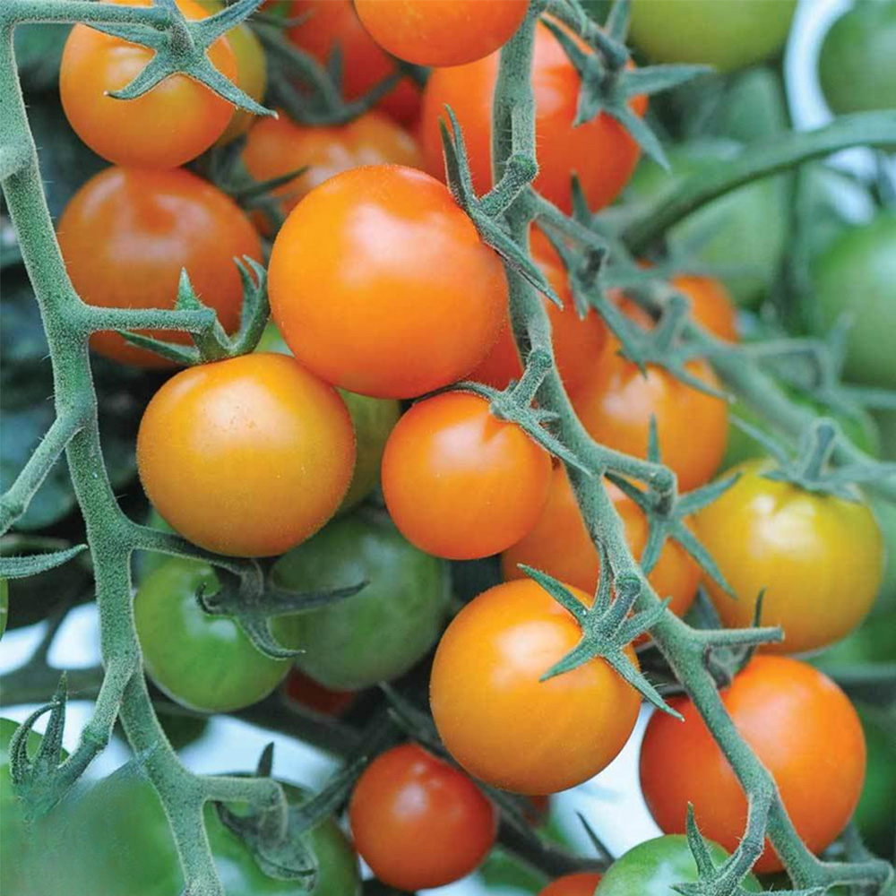 Thompson & Morgan Tomato Sweetest Duo Peat Free Plug Plant 21mm 6 Pack Image 2