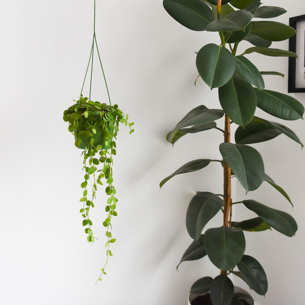 Thompson and Morgan Button Orchid Dischidia Nummularia Hanging Plant Pot 14cm 2 Pack Image 4