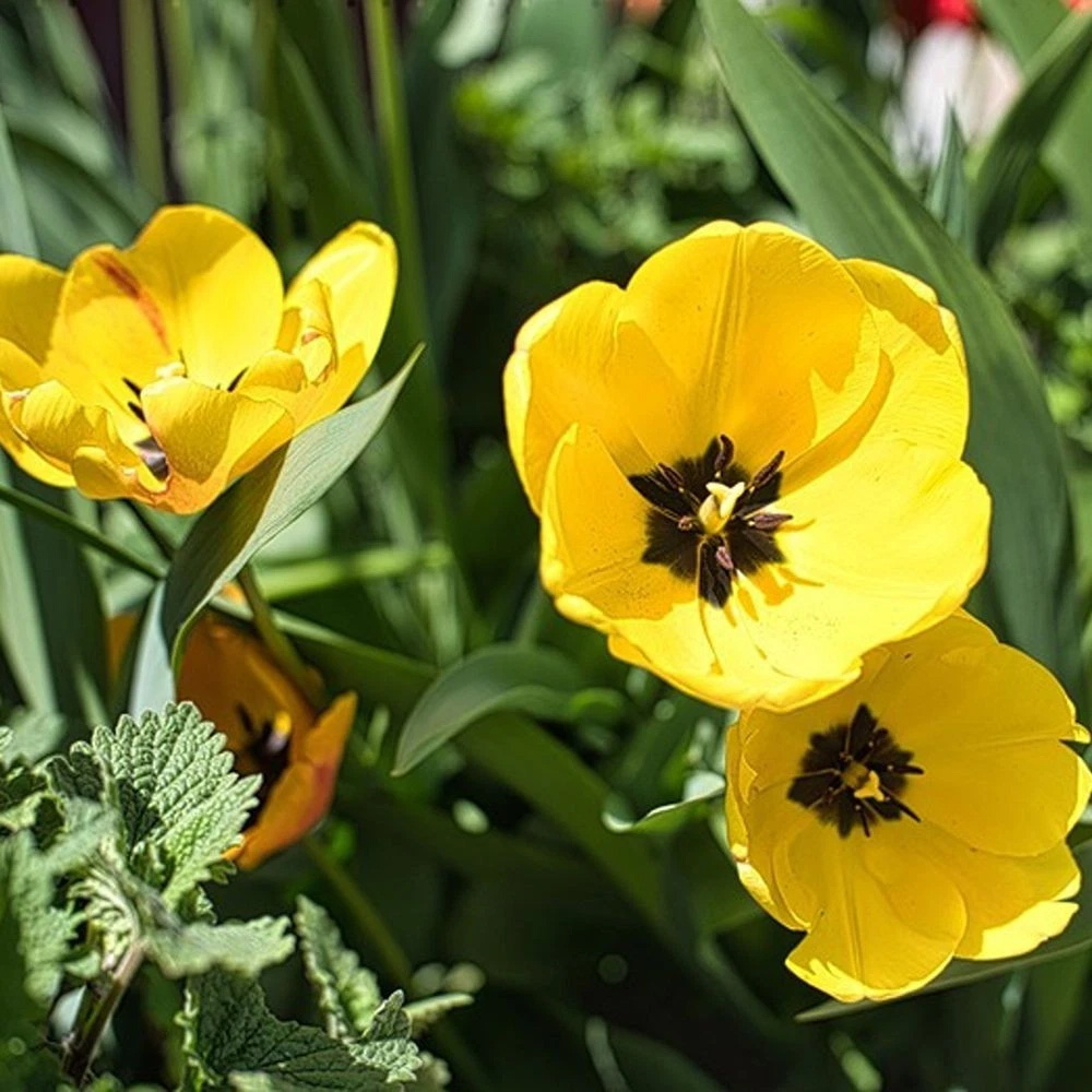 Thompson and Morgan Tulip Darwin Hybrid Golden Apeldoorn Autumn Planting Bulb 16 Pack Image 4
