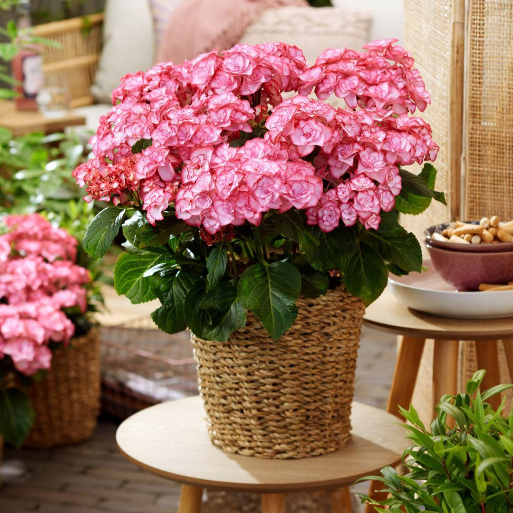 Thompson & Morgan Hydrangea Macrophylla Yulika Plant Pot 3L Image 2