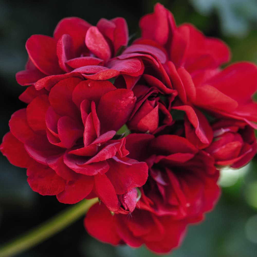 Thompson and Morgan Nurserymans Choice Geranium Jumbo Plant Plugs 20 Pack Image 7