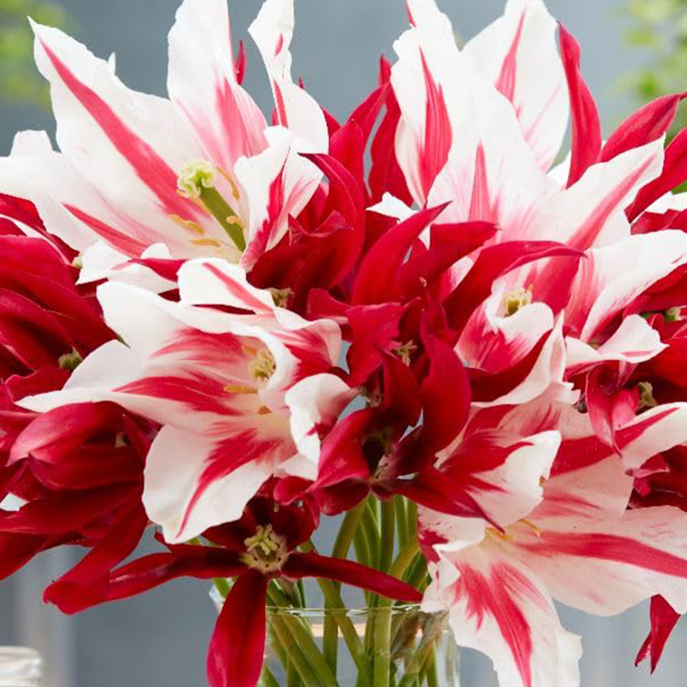 Thompson and Morgan Tulip Lily Flowering Mix Spring Planting Bulb 16 Pack Image 1