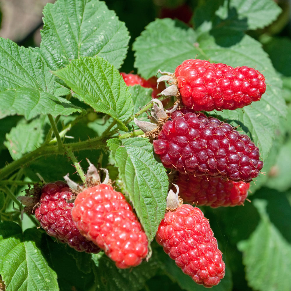 YouGarden Tayberry Plant Pot 1.7L Image 2