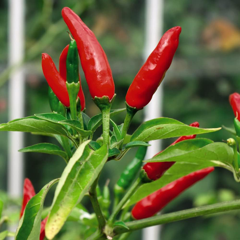 Chilli Morgan Thompson & Morgan Chilli Pepper Tabasco 10 Seeds Packet | Wilko