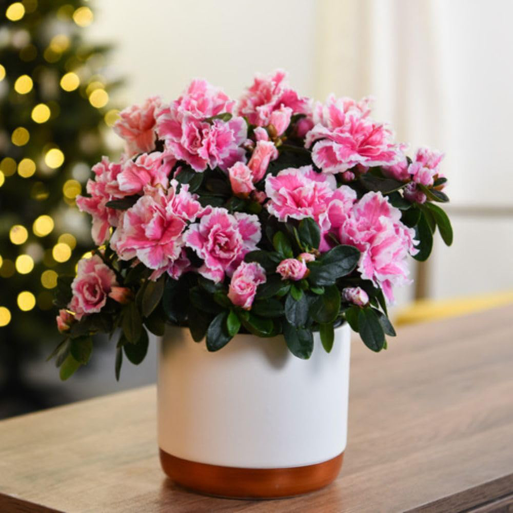Thompson and Morgan Christmas Gift Pink and White Azalea Plant Pot 12cm Image 4