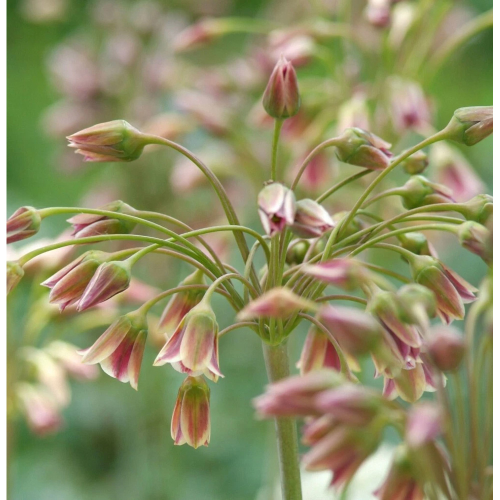 Thompson and Morgan Nectaroscordum Siculum Autumn Planting Bulb 80 Pack Image 2