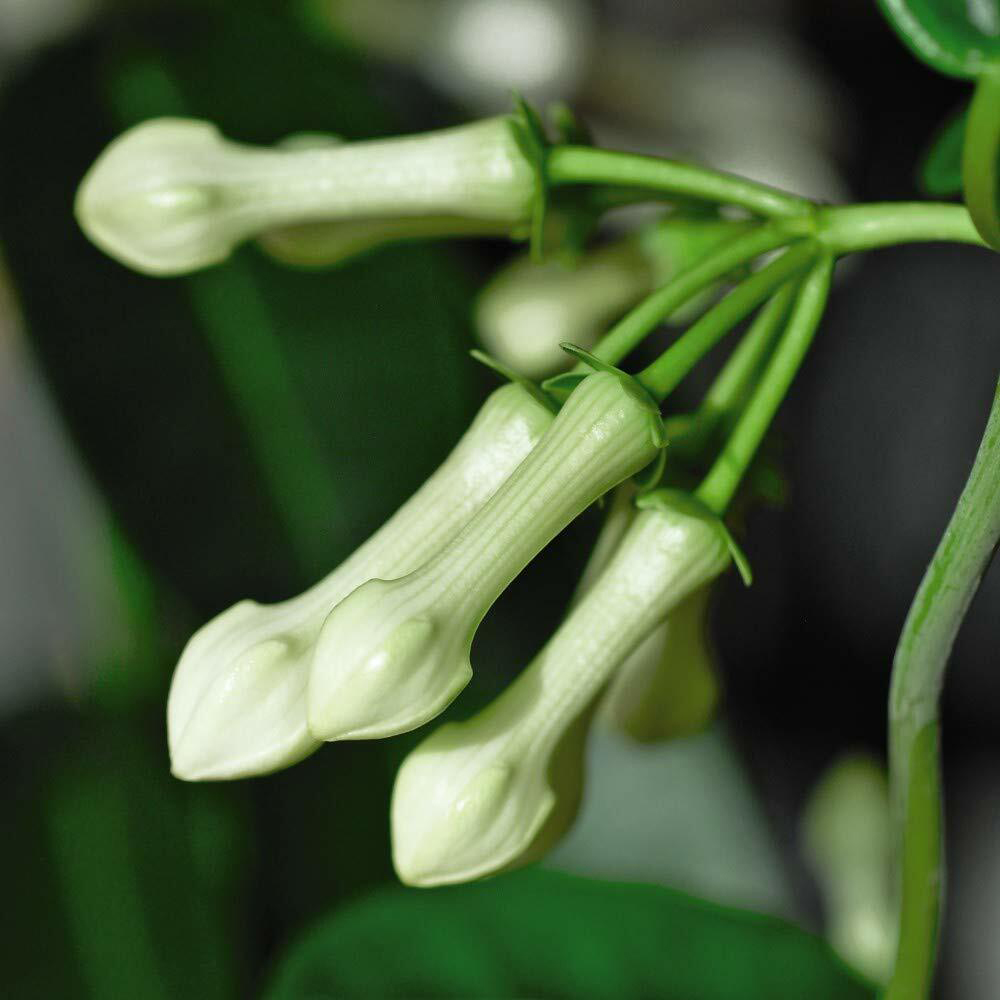 Thompson and Morgan Christmas Gift Stephanotis Floribunda Plant in Zinc Cachepot 12cm Image 5