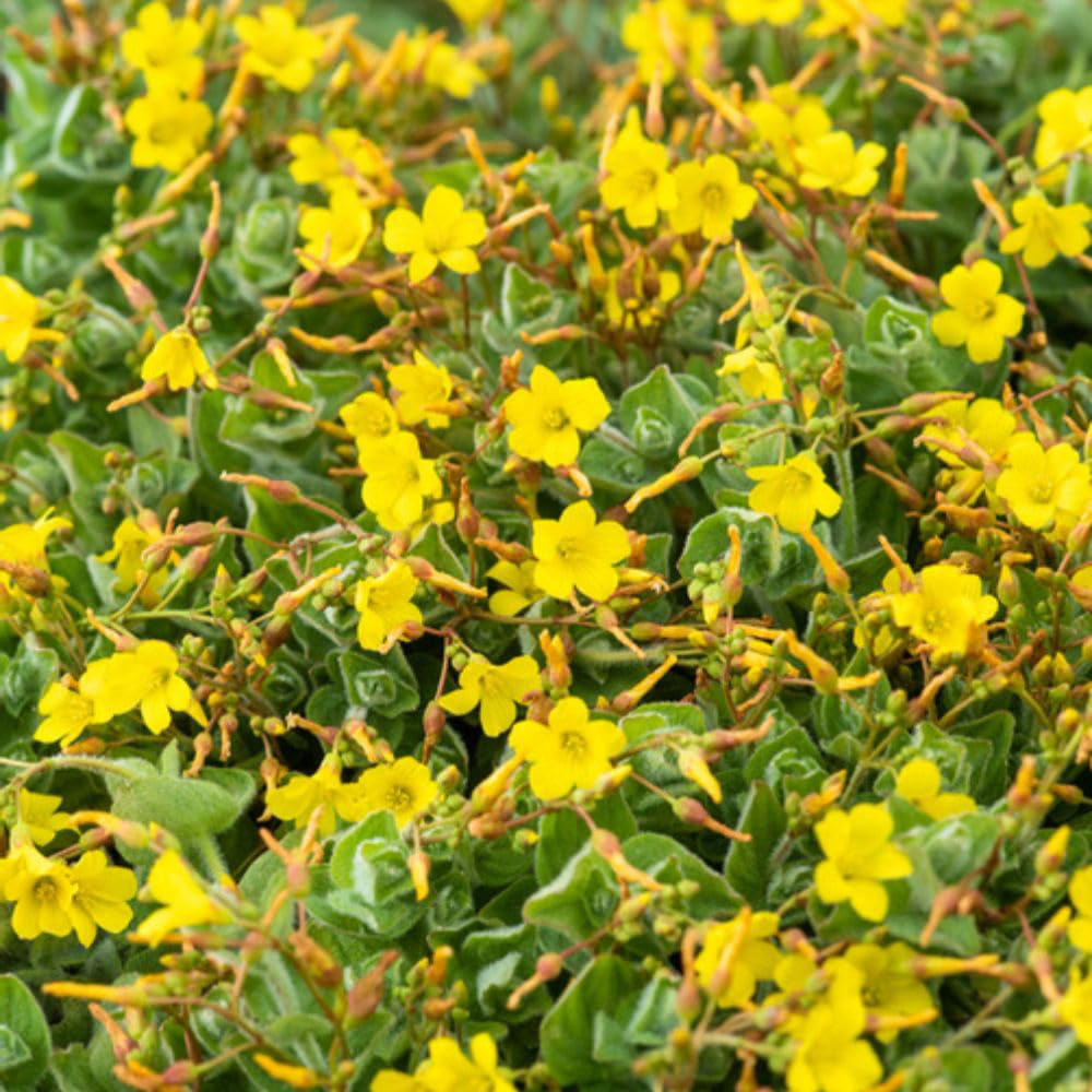 Thompson and Morgan Hypericum Elodes Plant Pot 9cm 2 Pack Image 4