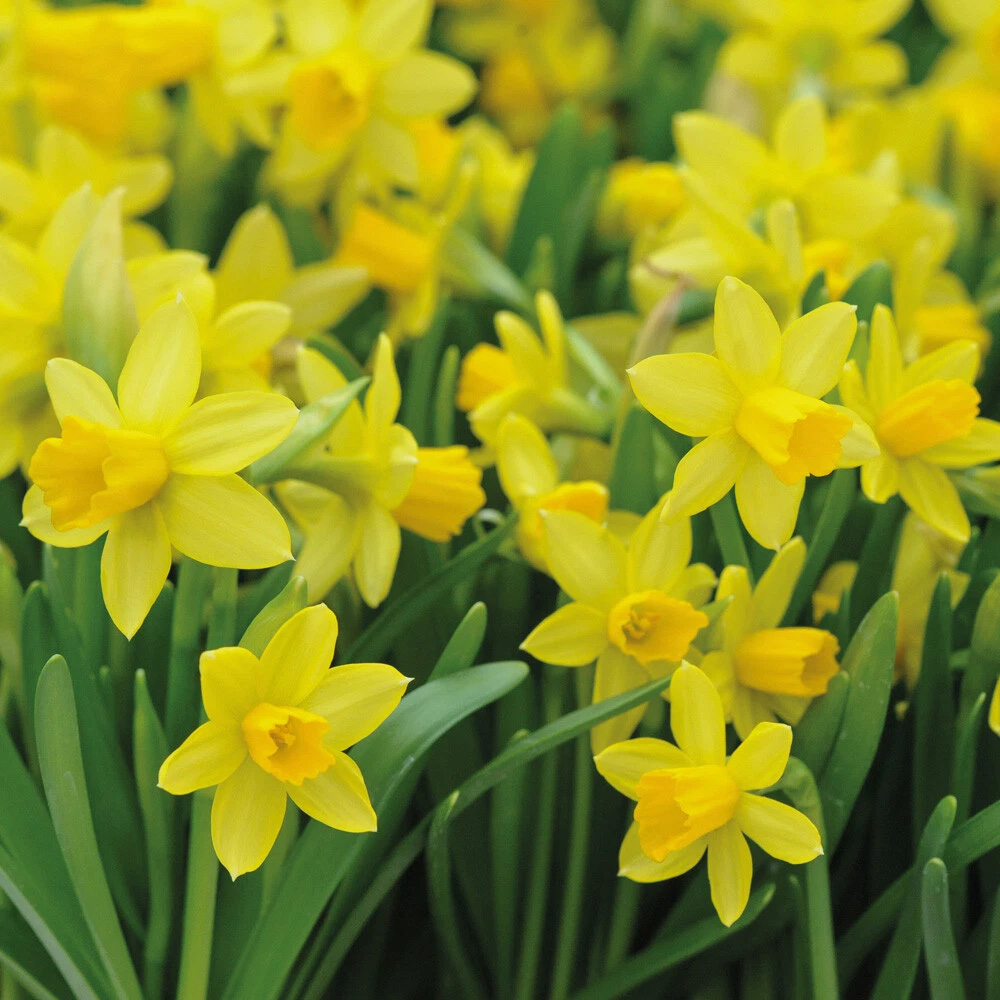 Thompson and Morgan Daffodil Tete-a-Tete Autumn Planting Bulb 20 Pack Image 3