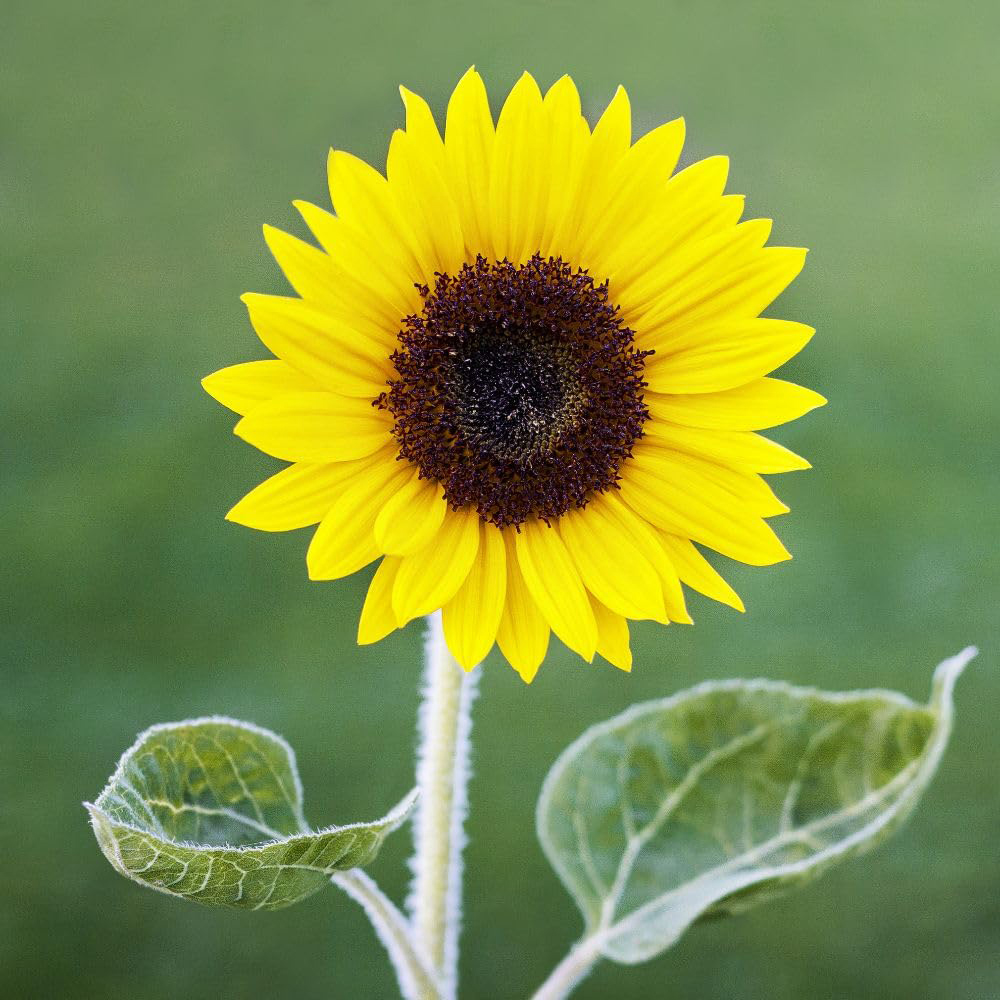 Thompson and Morgan Sunflower Helianthus Annuus Carmel F1 Seed Packet Image 2