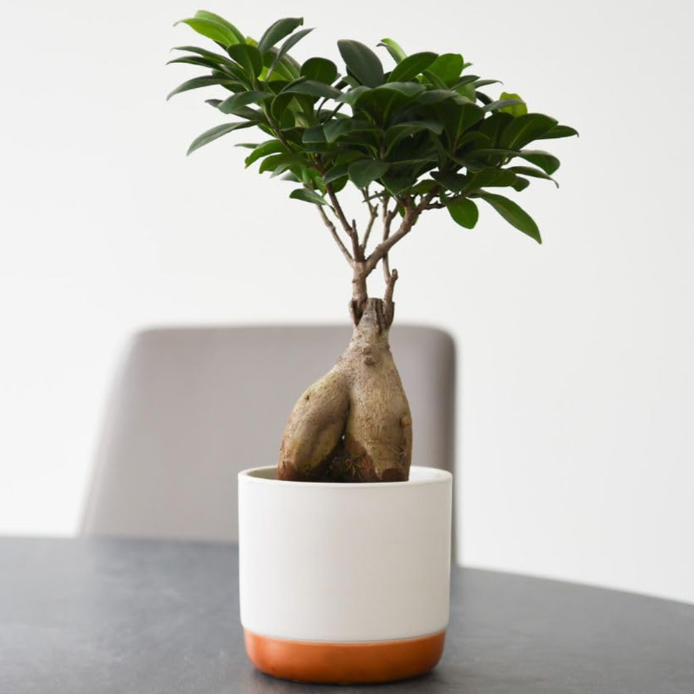 Thompson and Morgan Ficus Microcarpa Ginseng Plant Pot 9cm 2 Pack Image 1