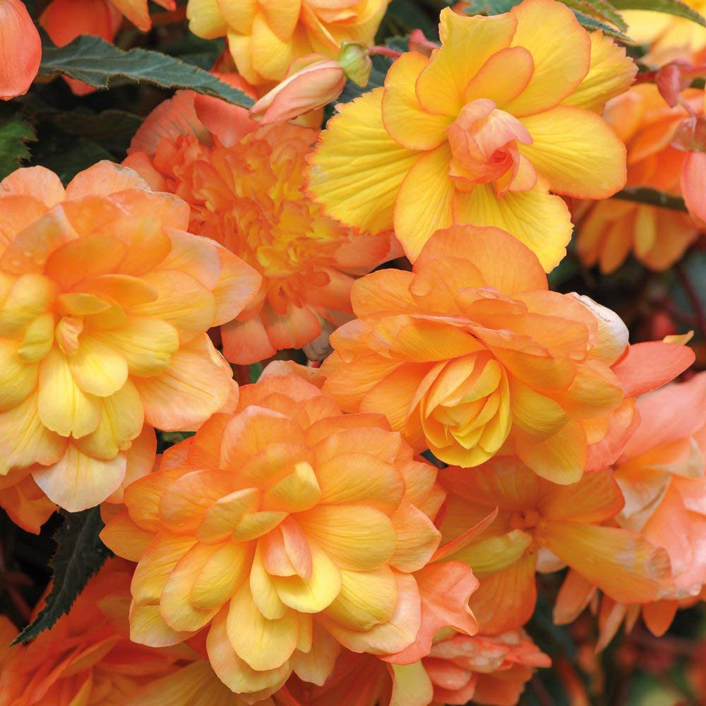 Thompson and Morgan Begonia Apricot Shades Tuber 20 Pack Image 2
