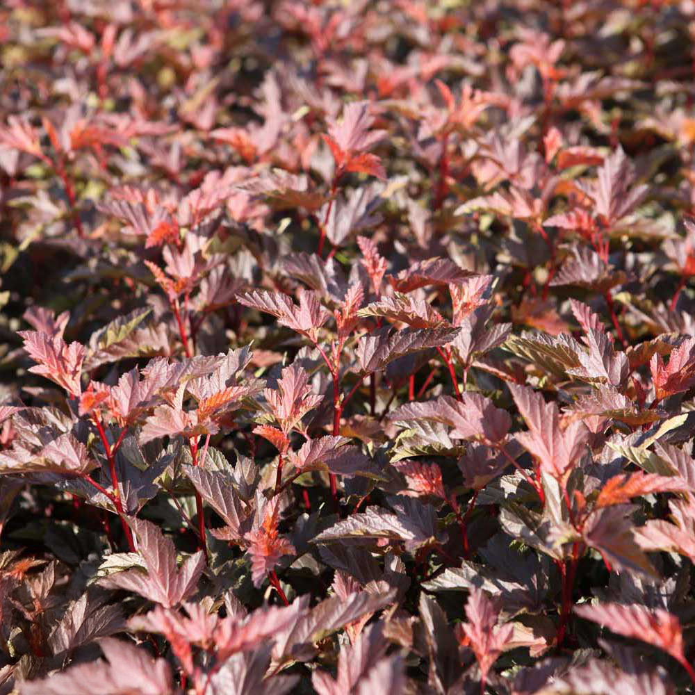 Thompson and Morgan Physocarpus Opulifolius Diable Dor Plant Pot 3.6L Image 2