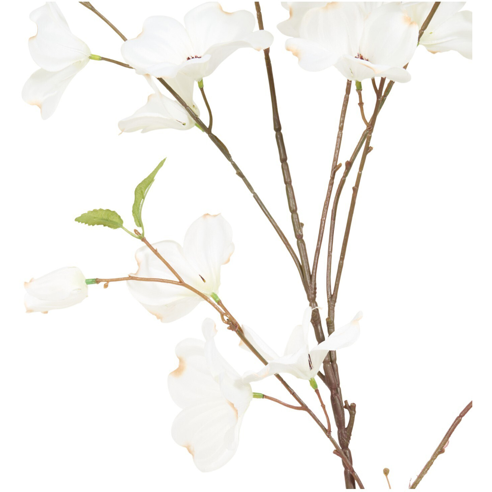 Delicate Dogwood Branch White Image 7