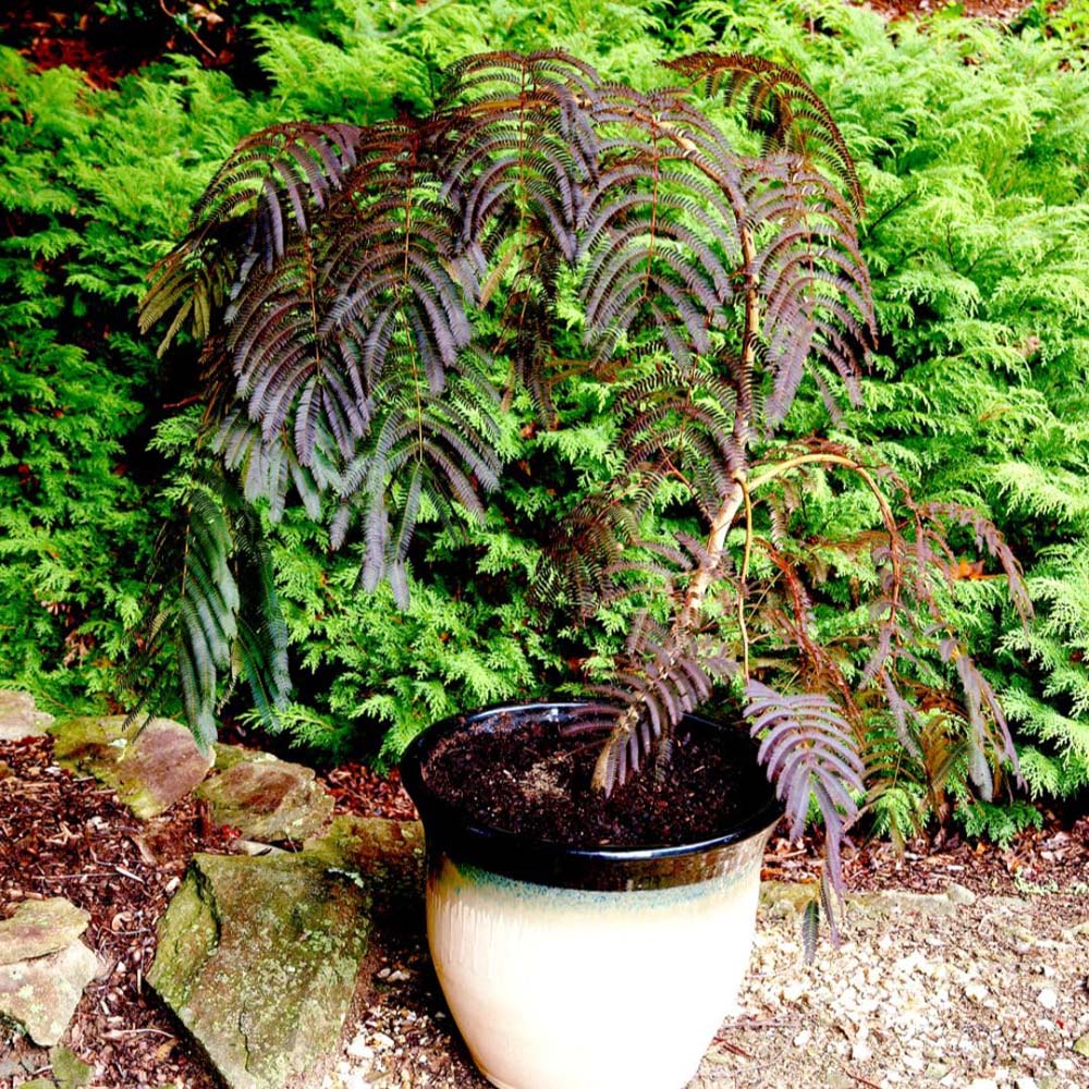 Thompson and Morgan Albizia Julibrissin Summer Chocolate Plant Pot 10L Image 3