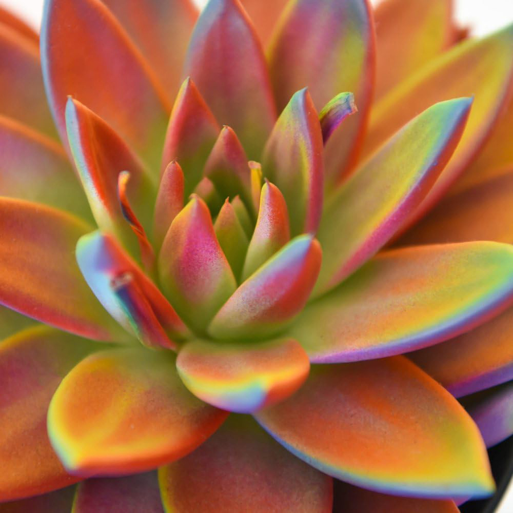 Thompson and Morgan Echeveria Chameleon Plant Pot 12cm Image 3