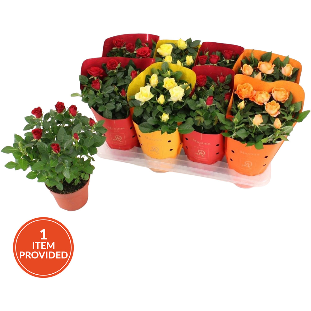 Kalanchoe Queen Flowering Plant Image 2