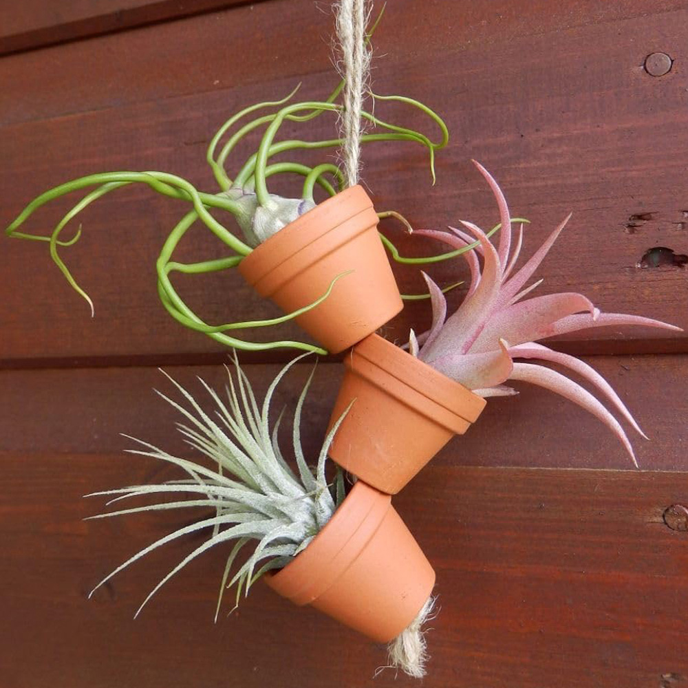 Thompson & Morgan Air Plant Mini Plant Pot on Rope 6 Pack Image 1