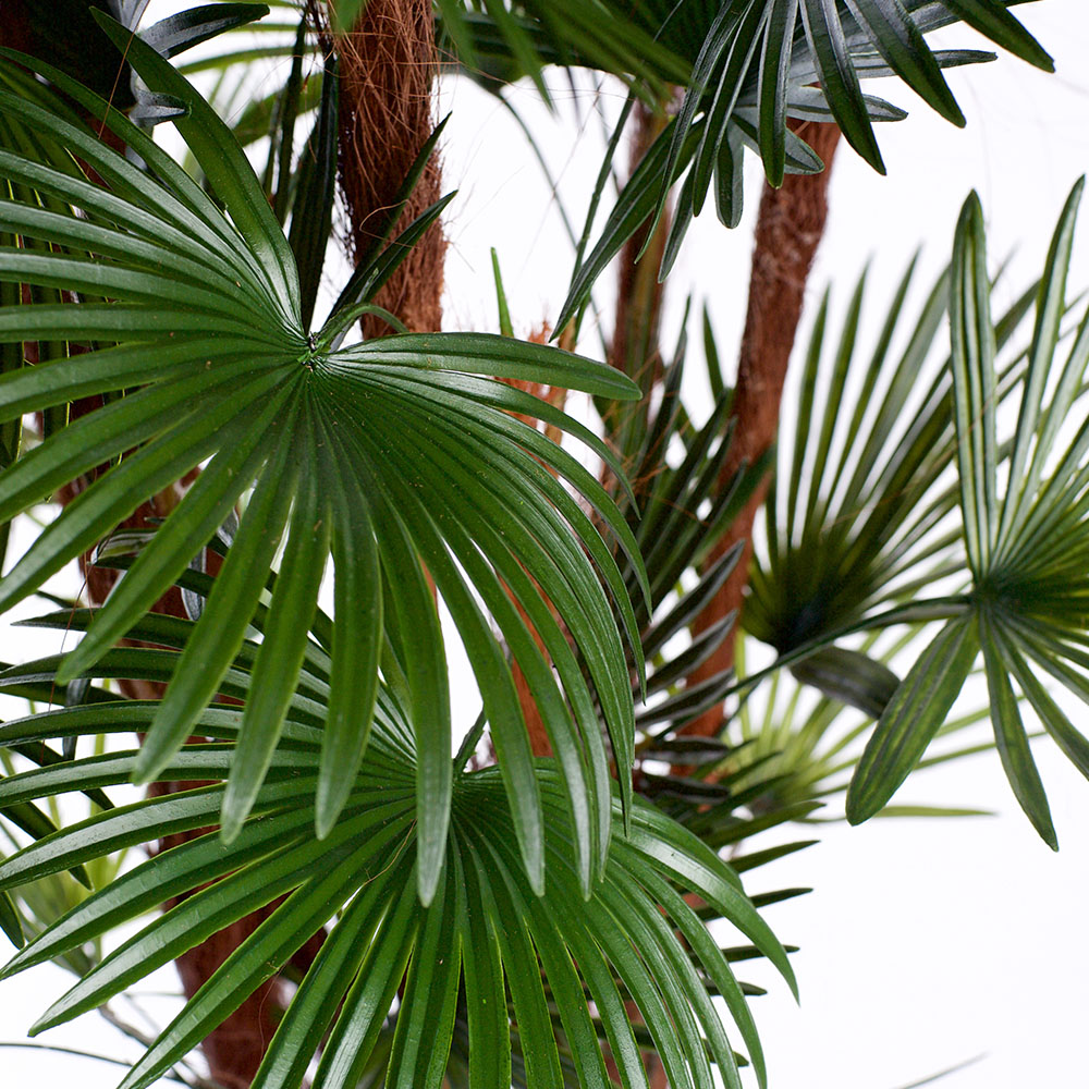 5ft Spider Palm Tree Image 4