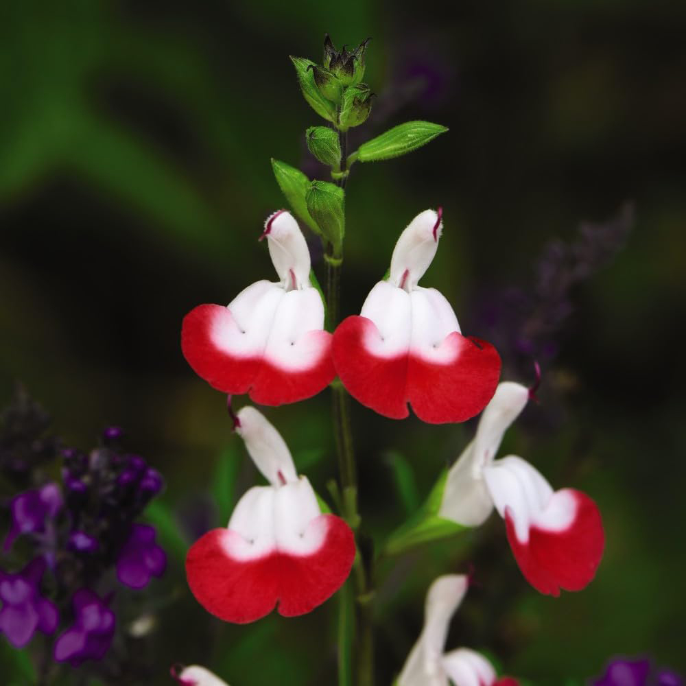 Thompson and Morgan Salvia Hot Lips Plant in Pot 9cm 3 Pack Image 1