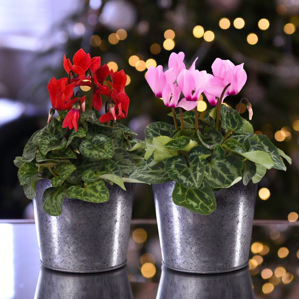 Thompson and Morgan Christmas Gift Cyclamen Duo Plant Pot 2 Pack Image
