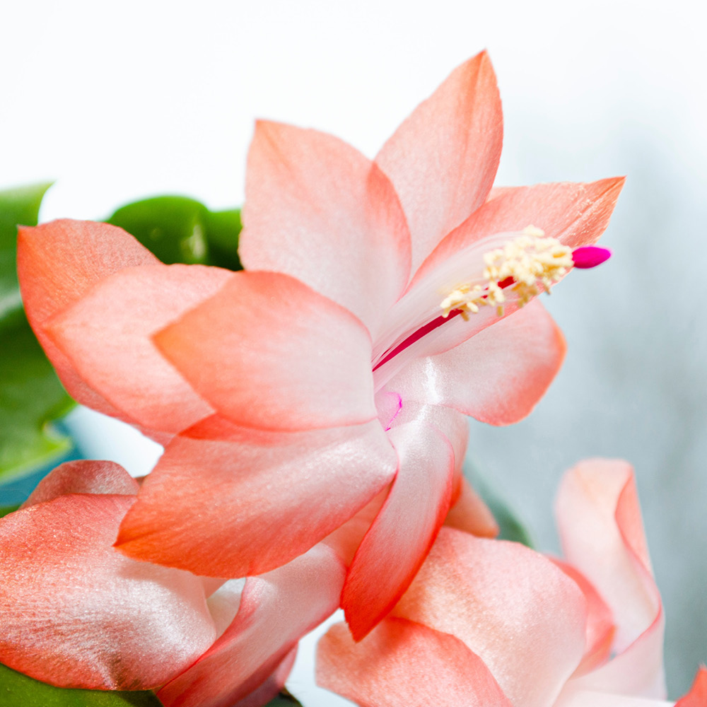 wilko Christmas Cactus Schlumbergera Multicolour Plant Pot 13cm Image 5