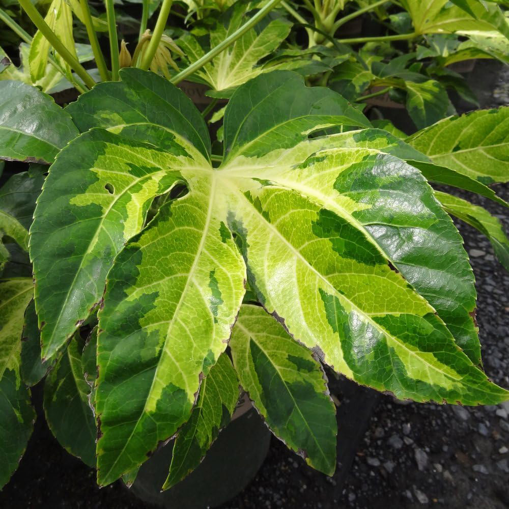 Thompson and Morgan Fatsia Camouflage Plant Pot 3L 2 Pack Image 3