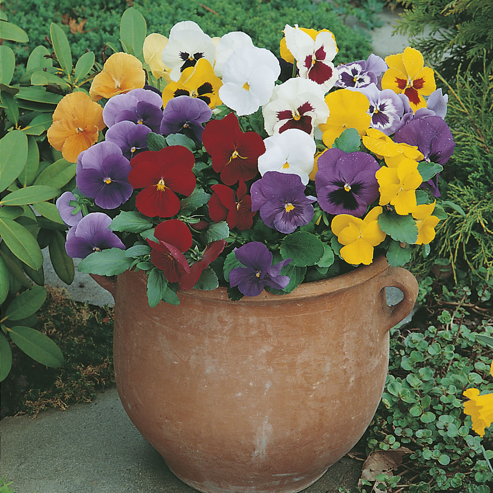 Johnsons Pansy Special Early Mix F1 Flower Seeds Image 1