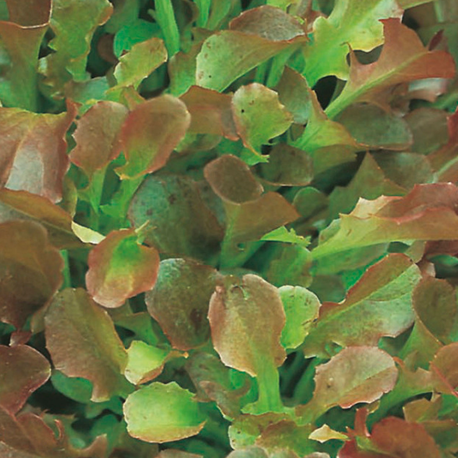 Johnsons Red Salad Bowl Lettuce Seeds Image 1