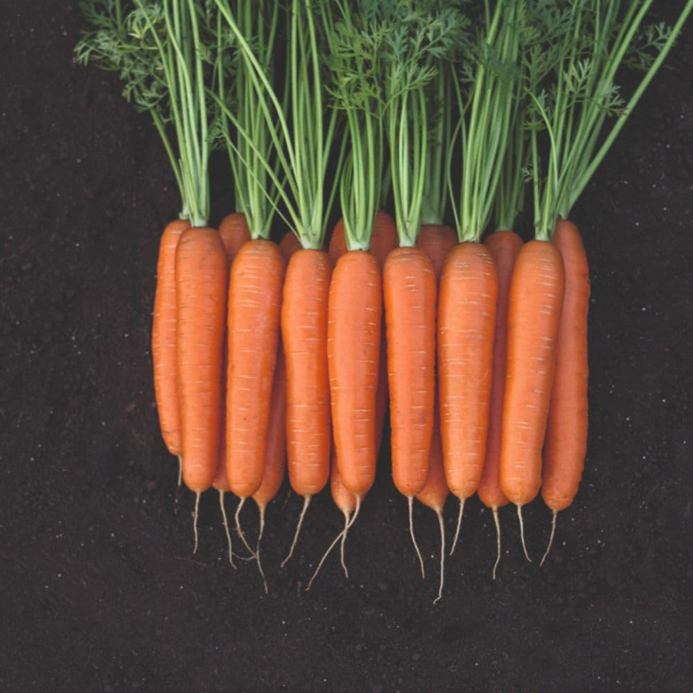 Thompson and Morgan Carrot F1 Bangor Seed Packet Image 3