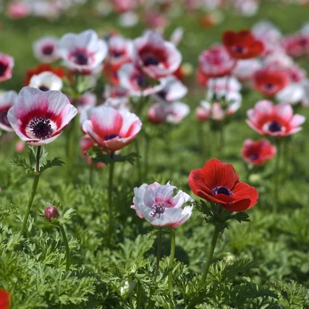 Thompson and Morgan Anemone Rainbow Collection Planting Bulb 150 Pack Image 5