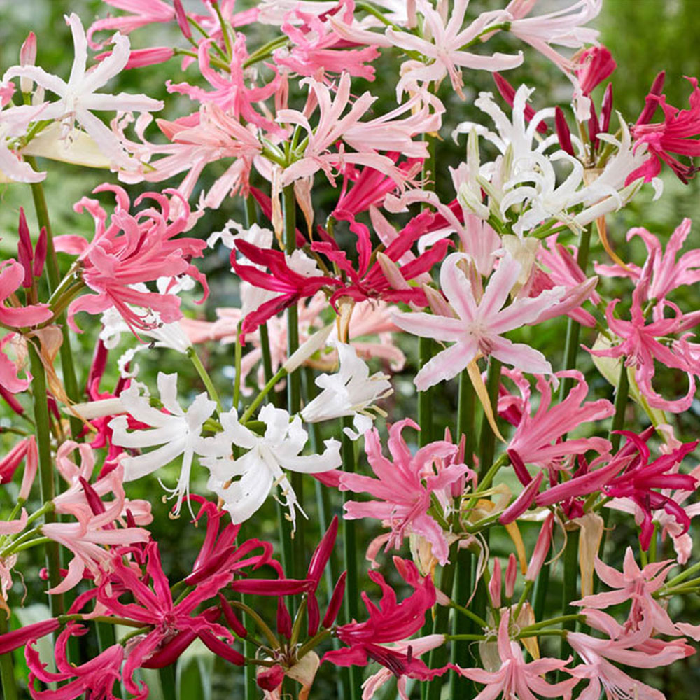 YouGarden Nerine Hybridisers Mix Autumn Planting Bulb 10 Pack Image 1