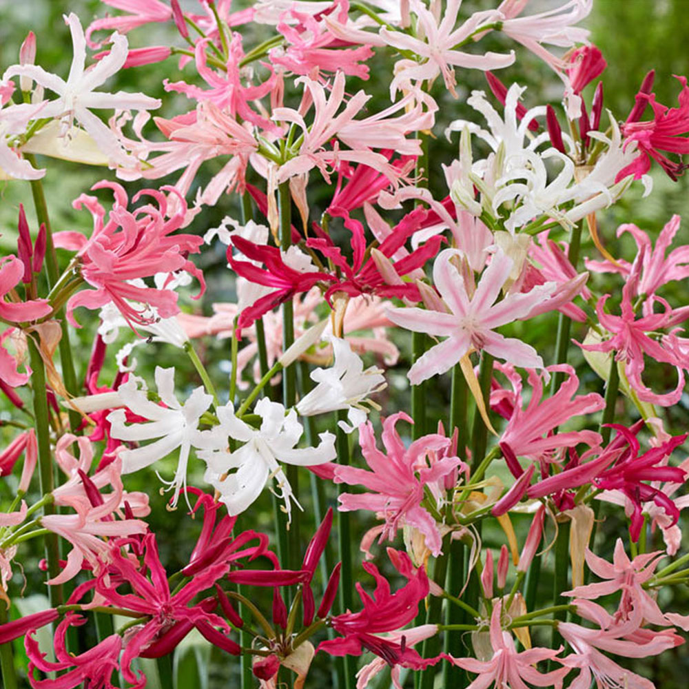 wilko Nerine Hybridisers Mixed Autumn Planting Bulbs 10 Pack Image 1