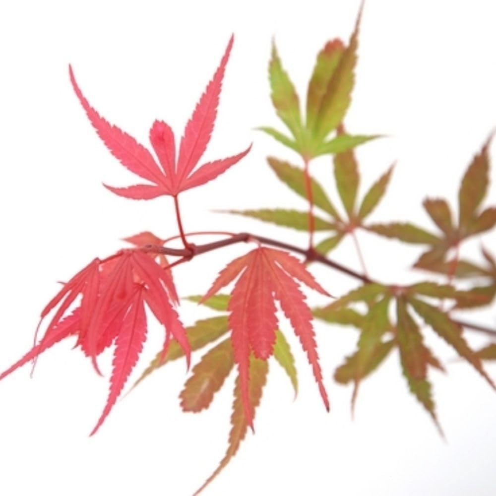 Thompson & Morgan Acer Palmatum Shaina Plant Pot 6L Image 4