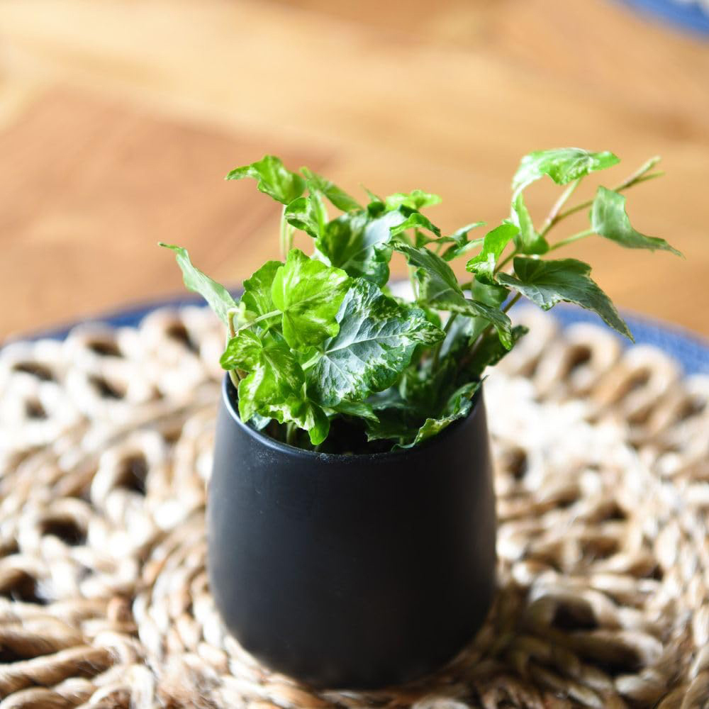 Thompson & Morgan Hedera Helix Kolibri Plant Pot 6cm 2 Pack Image 3