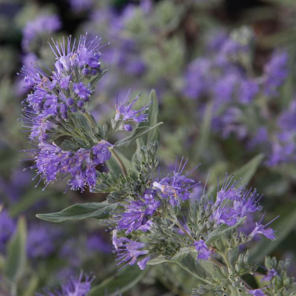 Thompson and Morgan Caryopteris Clandonensis Ferndown Plant Pot 3.5L Image 2