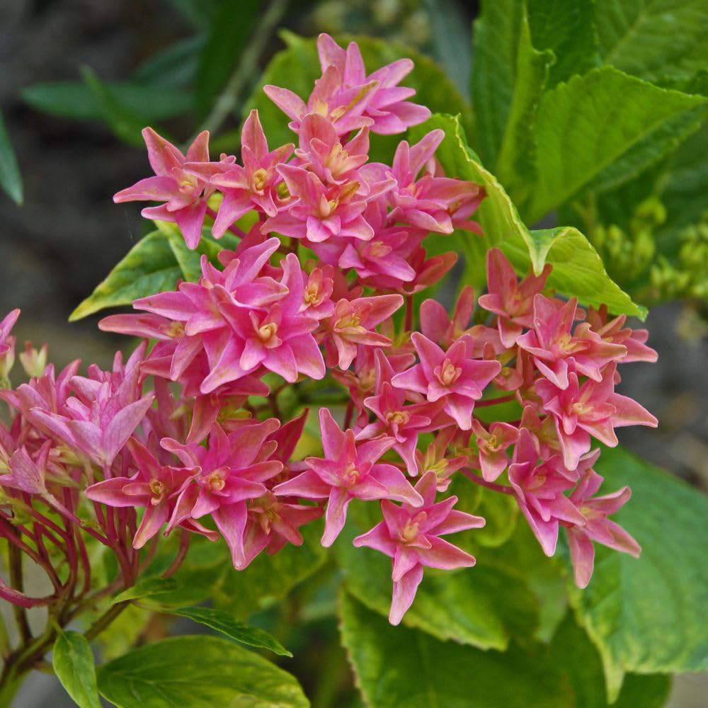 Thompson & Morgan Hydrangea Macrophylla Princess Diana Plant Pot 10L Image 1
