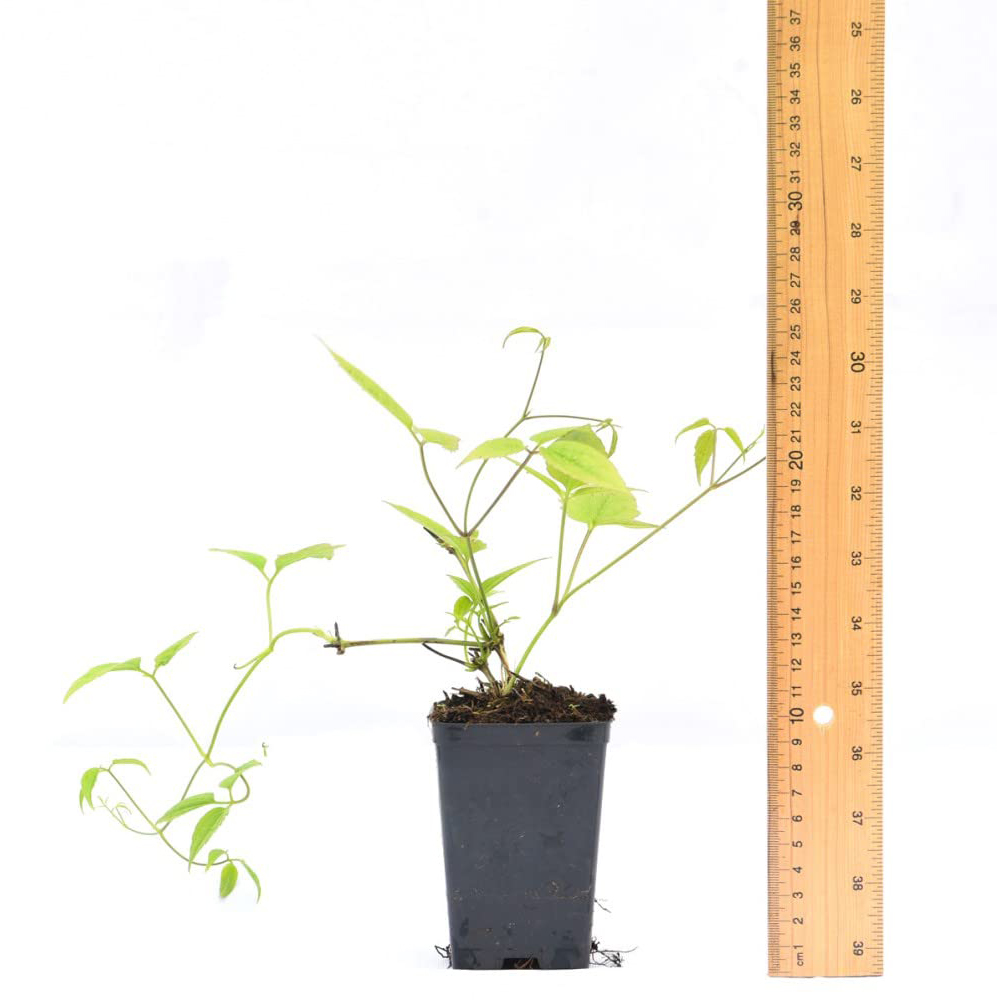 Thompson and Morgan Clematis Winter Beauty Plant Pot 7cm with Tower Pot Kit Image 4