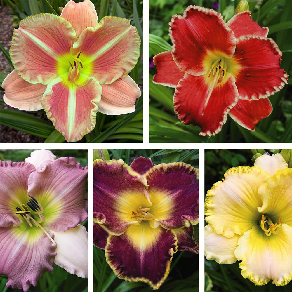 Thompson and Morgan Hemerocallis Collection Bare Root 5 Pack Image 1