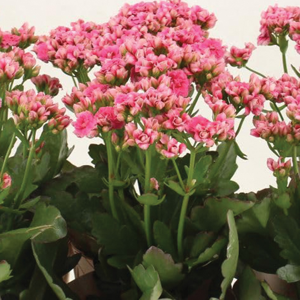 Thompson & Morgan Kalanchoe Sunny Gracefull Pink Plant Pot 14cm 2 Pack Image 1