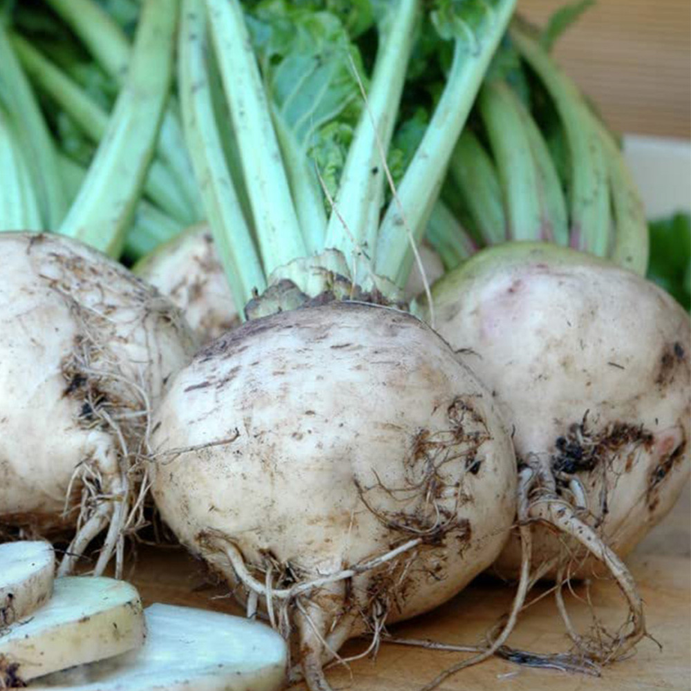 Thompson and Morgan Beetroot Albina Vereduna Seeds Image 1