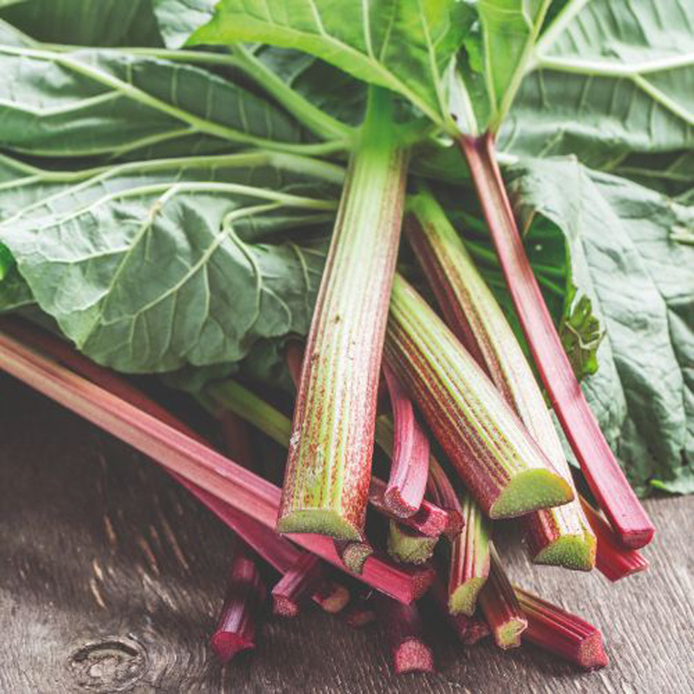 Thompson & Morgan Rhubarb Rheum Victoria Budded Root Plant 2 Pack Image 1