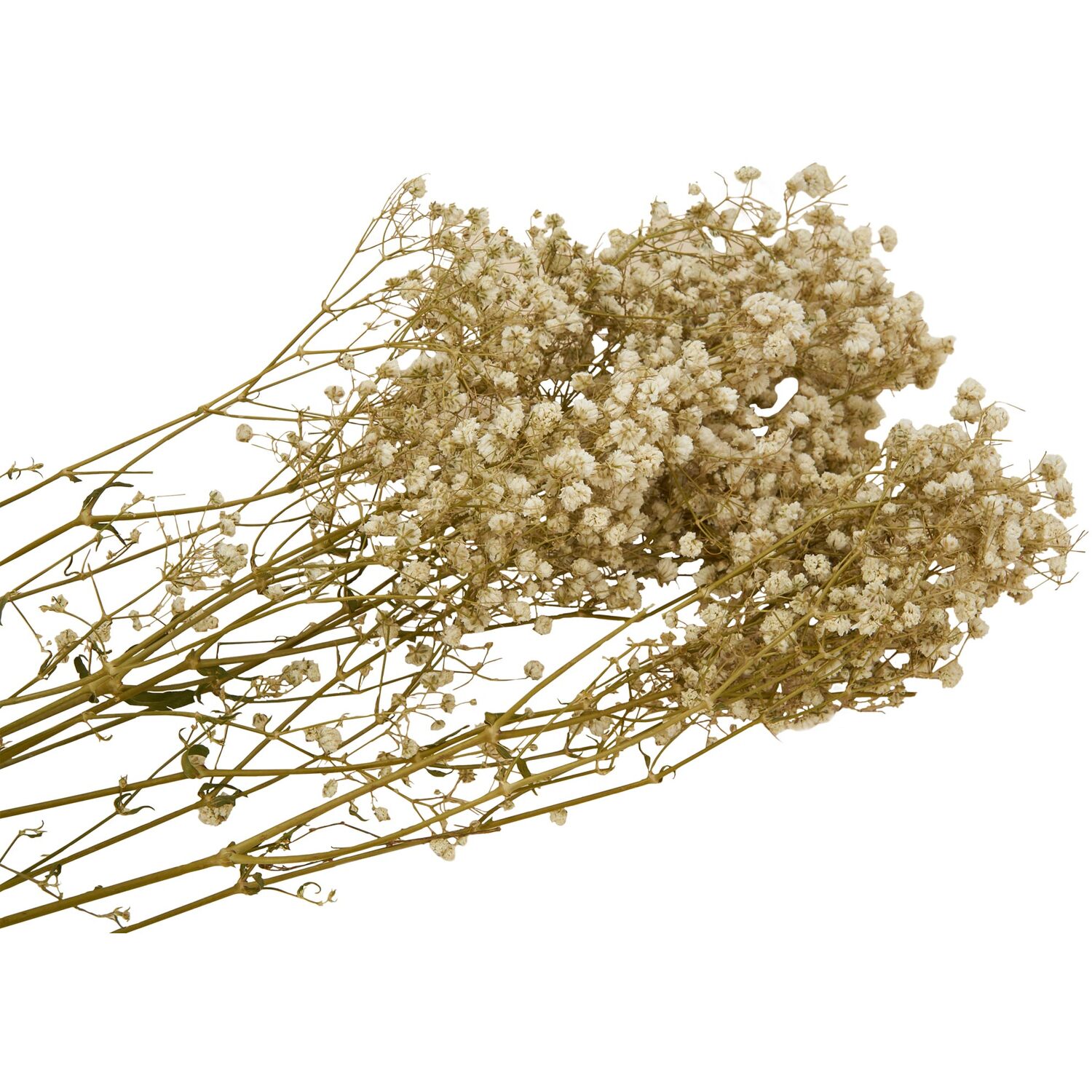 Dried Gypsophila Bouquet - Natural Image 2
